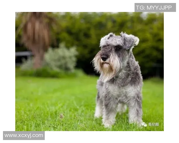 足球明星的搞笑瞬间与可爱造型大集合让你忍俊不禁的丑萌图片欣赏